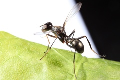 Myrmecothea myrmecoides