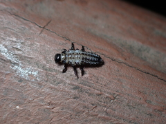 Chrysomela schaefferi