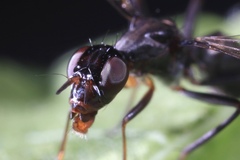 Myrmecothea myrmecoides