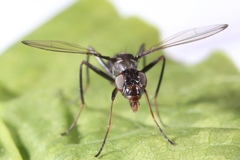 Myrmecothea myrmecoides