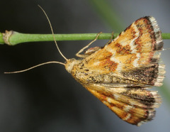 Oenogenes fugalis