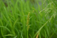 Carex vulpinoidea