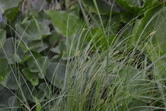 Carex pellita