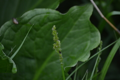 Carex vulpinoidea