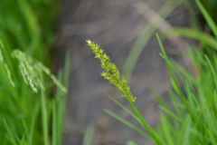 Carex vulpinoidea