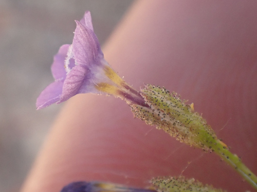 Coastal gilia (Gilia diegensis)