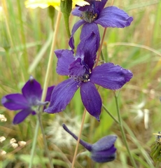 Delphinium variegatum