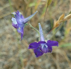 Delphinium variegatum