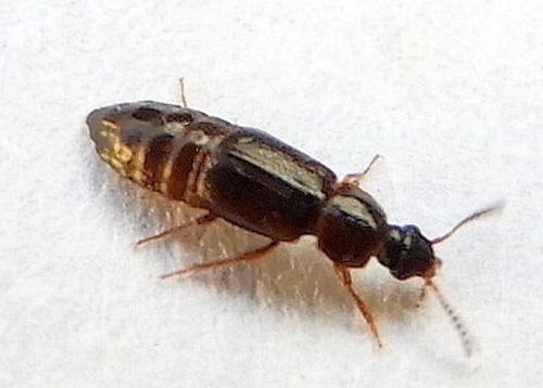Phyllodrepa humerosa