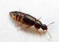 Phyllodrepa humerosa