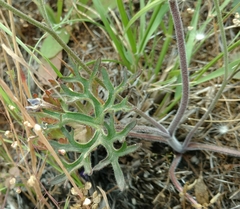 Delphinium variegatum