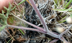 Delphinium variegatum
