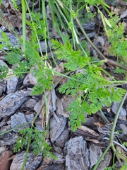 Chaerophyllum tainturieri