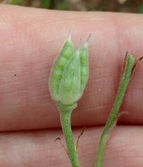 Delphinium variegatum