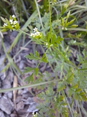 Chaerophyllum tainturieri