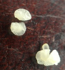 Delphinium variegatum