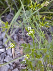 Chaerophyllum tainturieri