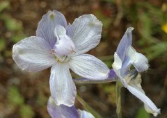 Delphinium variegatum