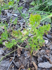 Chaerophyllum tainturieri