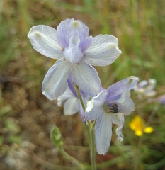 Delphinium variegatum