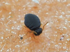 Sminthurinus atrapallidus