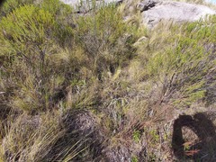 Croton serratifolius