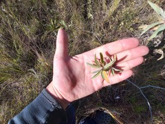 Croton serratifolius