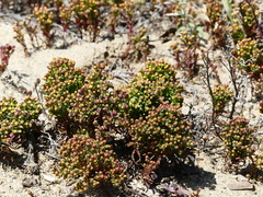 Amblyopappus pusillus