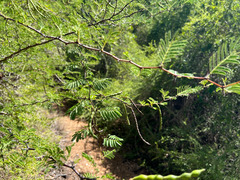Vachellia tortuosa