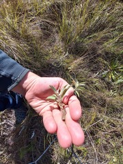 Croton serratifolius