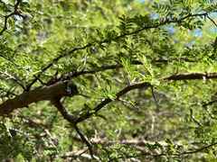 Vachellia tortuosa