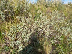 Croton serratifolius