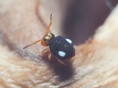 Sminthurinus quadrimaculatus