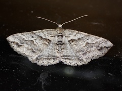Syneora fractata