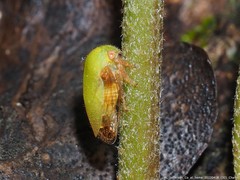 Ophiderma evelyna