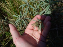 Croton serratifolius