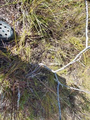 Croton serratifolius