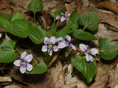 Cucumber mosaic virus