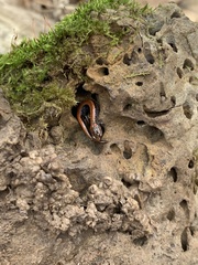 Plethodon cinereus