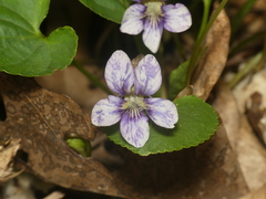 Cucumber mosaic virus