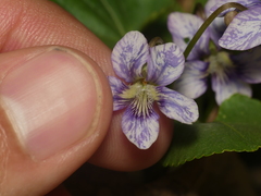 Cucumber mosaic virus