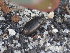 Blapstinus metallicus