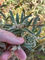 Croton serratifolius
