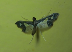 Gonocausta