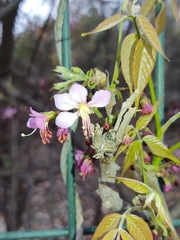 Ungnadia speciosa