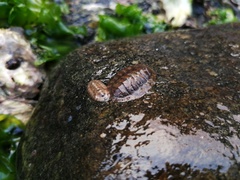 Lepidozona coreanica