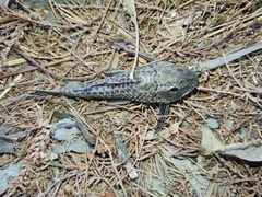 Hypostomus