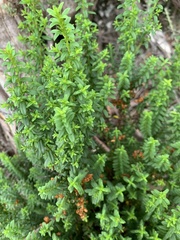 Veronica formosa