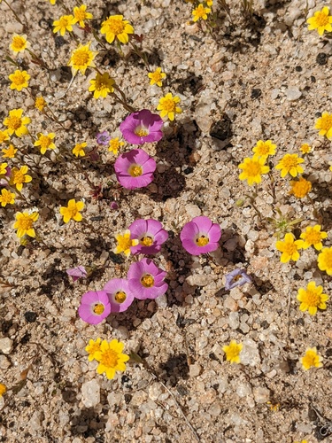 desert beauty (Linanthus bellus)