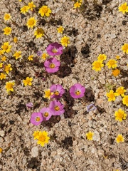 Linanthus bellus